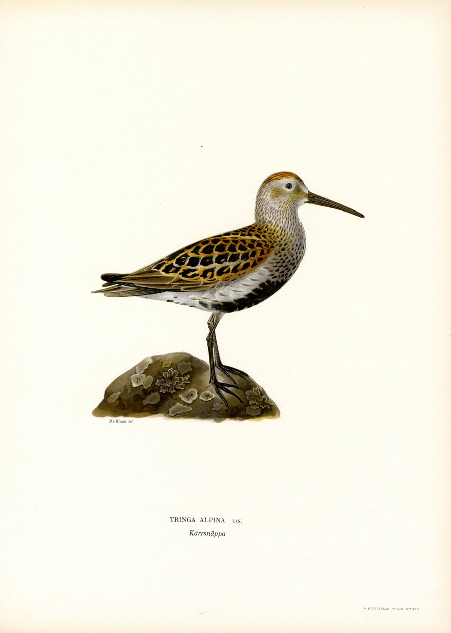 Dunlin (väri litho) tekijältä Magnus Ferdinand and Wilhelm von Wright