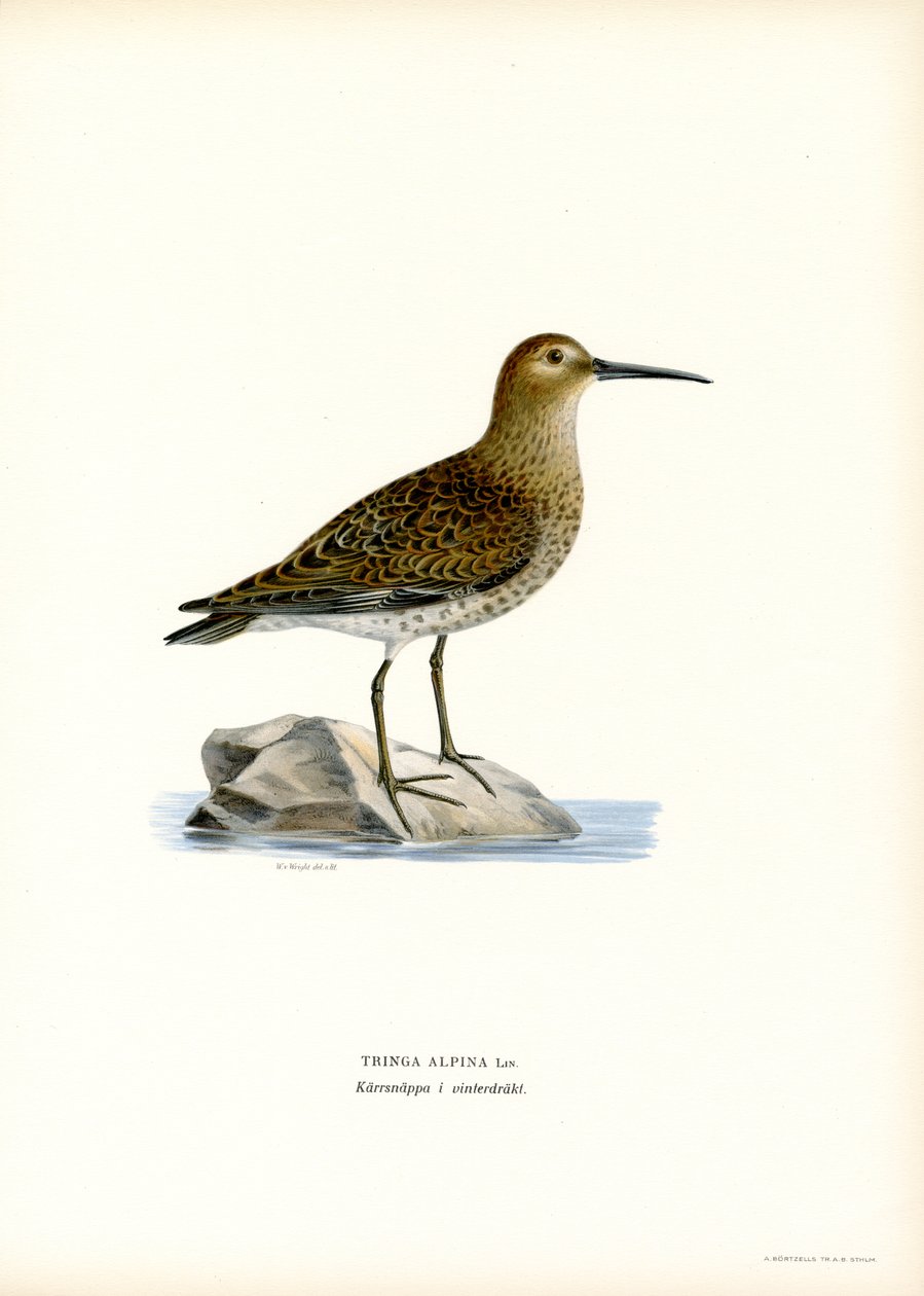Dunlin (väri litho) tekijältä Magnus Ferdinand and Wilhelm von Wright