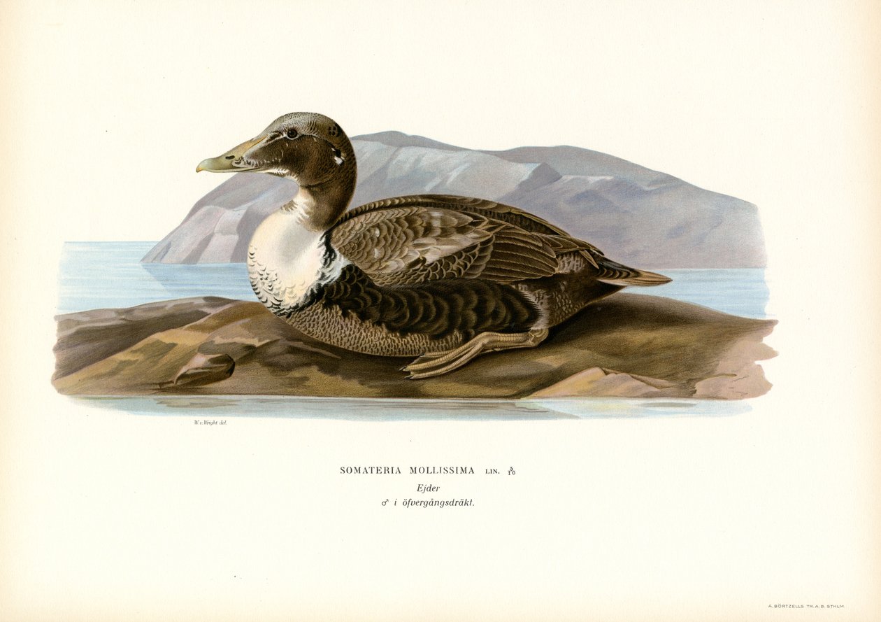 Haahka (väri litho) tekijältä Magnus Ferdinand and Wilhelm von Wright