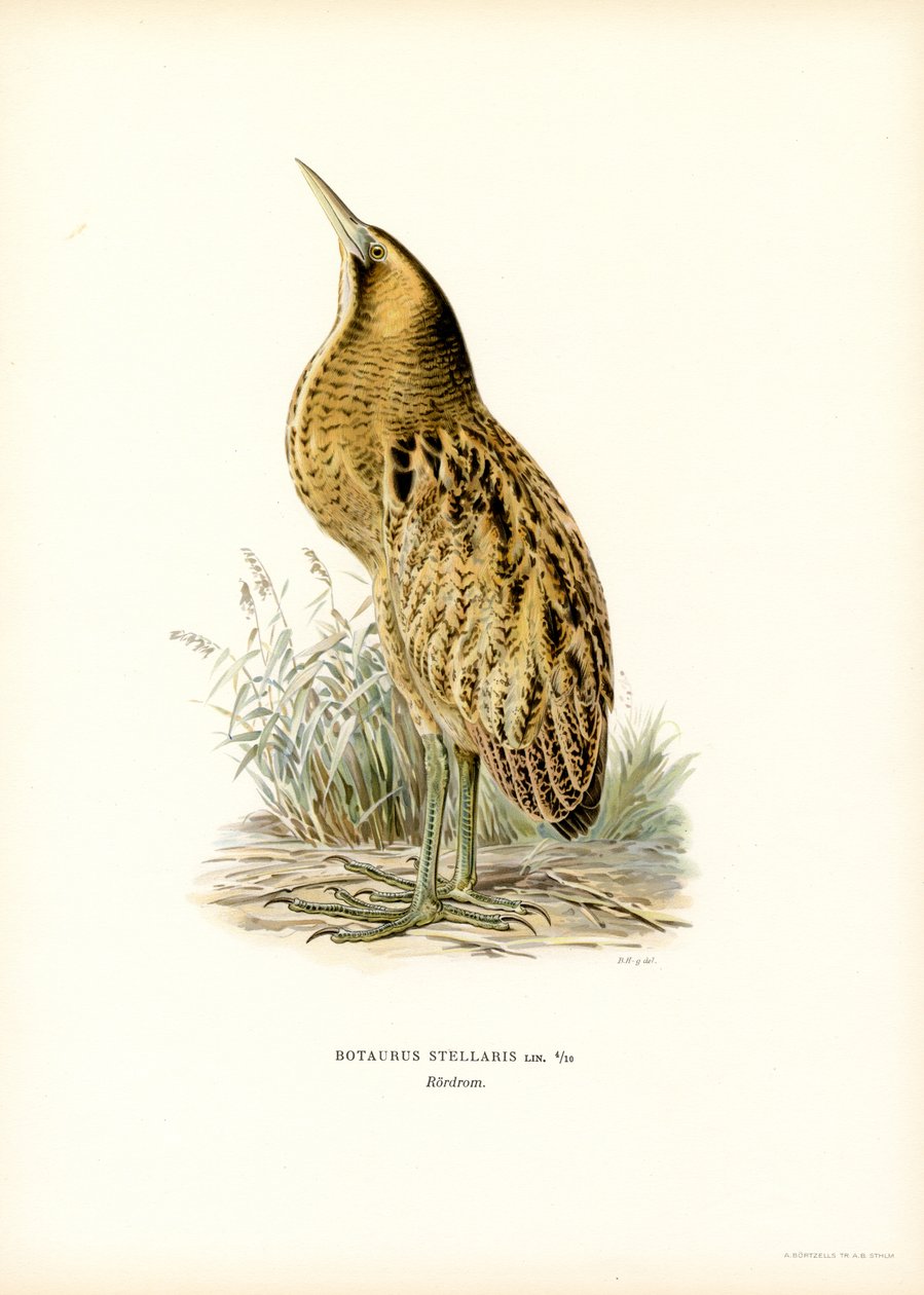 Euraasian katkera (väri litho) tekijältä Magnus Ferdinand and Wilhelm von Wright