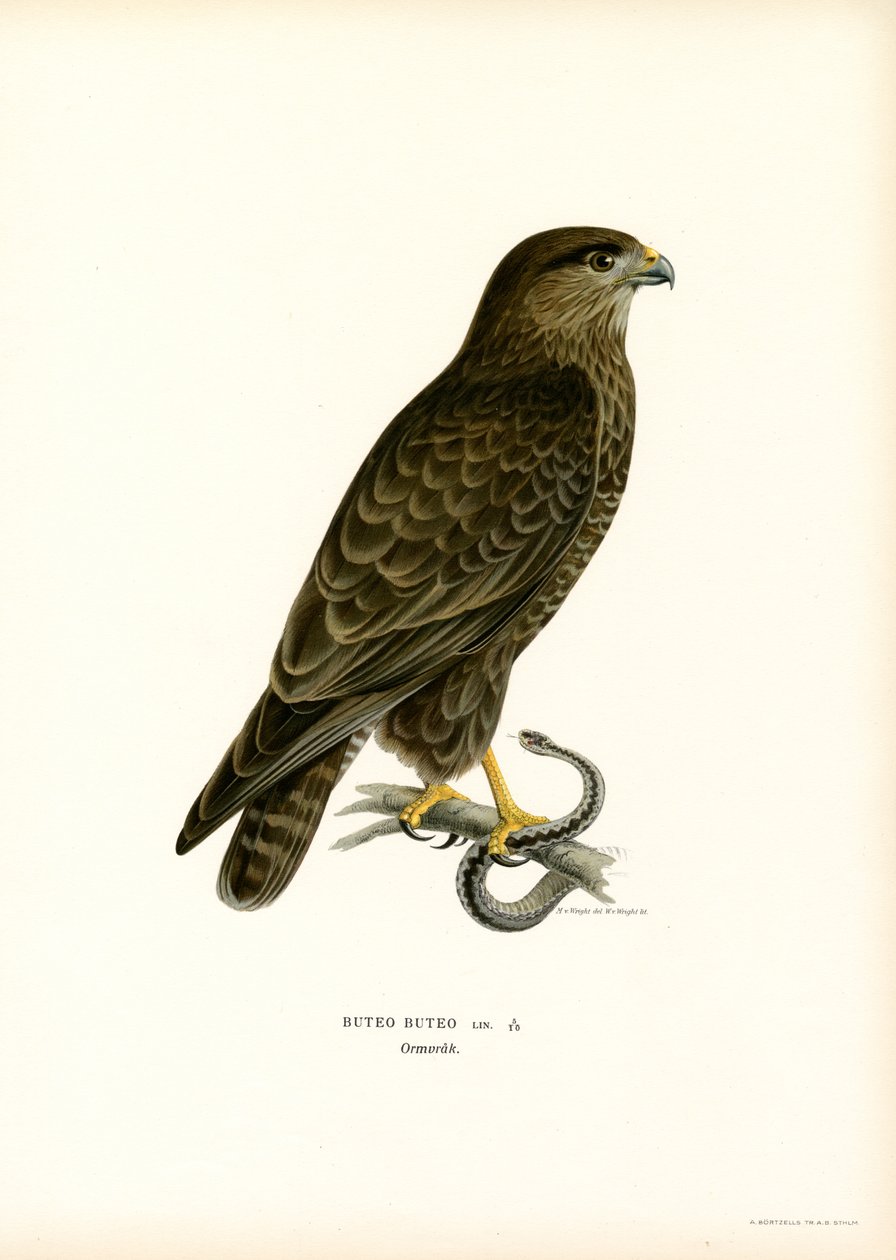 Euraasianhiiri (väri litho) tekijältä Magnus Ferdinand and Wilhelm von Wright