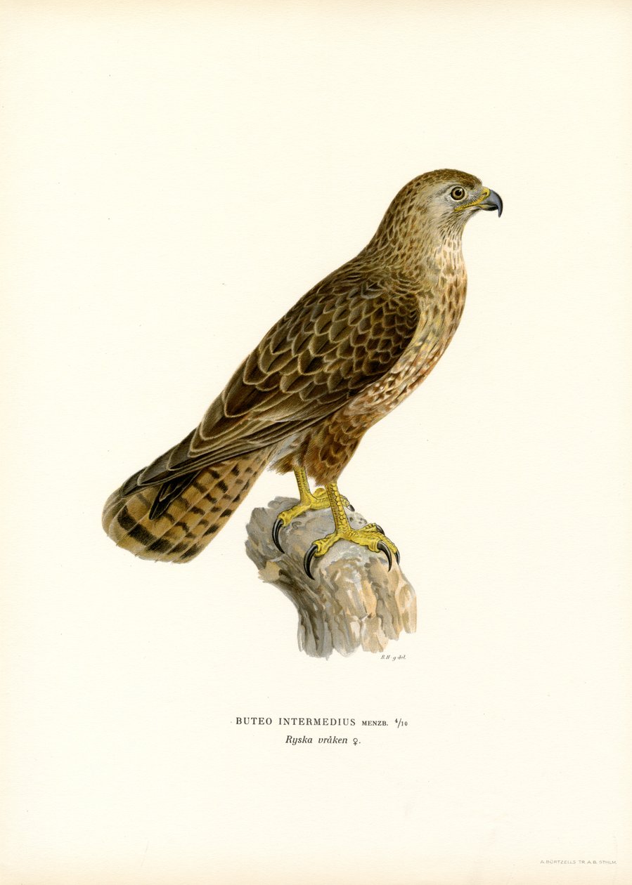 Euraasianhiiri (väri litho) tekijältä Magnus Ferdinand and Wilhelm von Wright