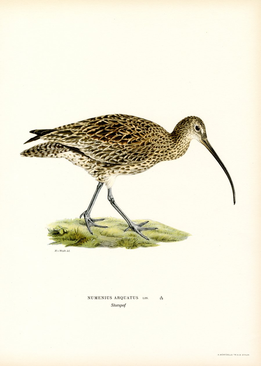 Euraasian kihara (väri litho) tekijältä Magnus Ferdinand and Wilhelm von Wright