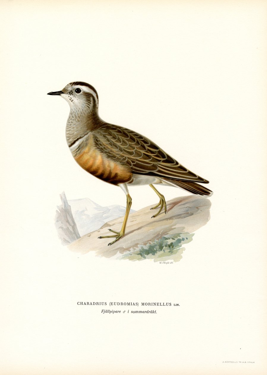 Euraasian Dotterel (väri litho) tekijältä Magnus Ferdinand and Wilhelm von Wright
