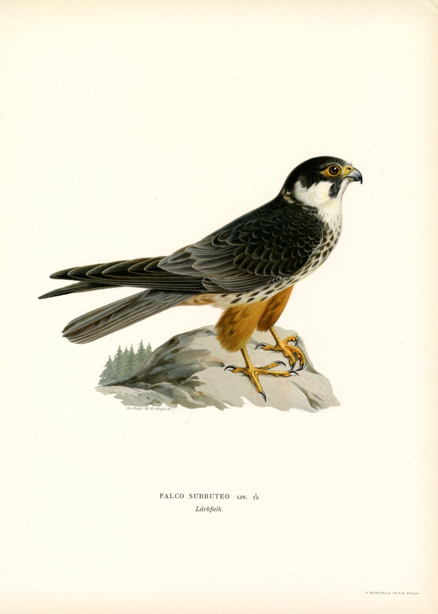Euraasian harrastus (väri litho) tekijältä Magnus Ferdinand and Wilhelm von Wright