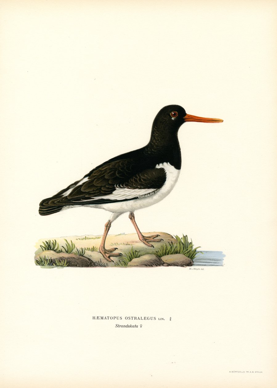 Euraasian osterisieppo (väri litho) tekijältä Magnus Ferdinand and Wilhelm von Wright