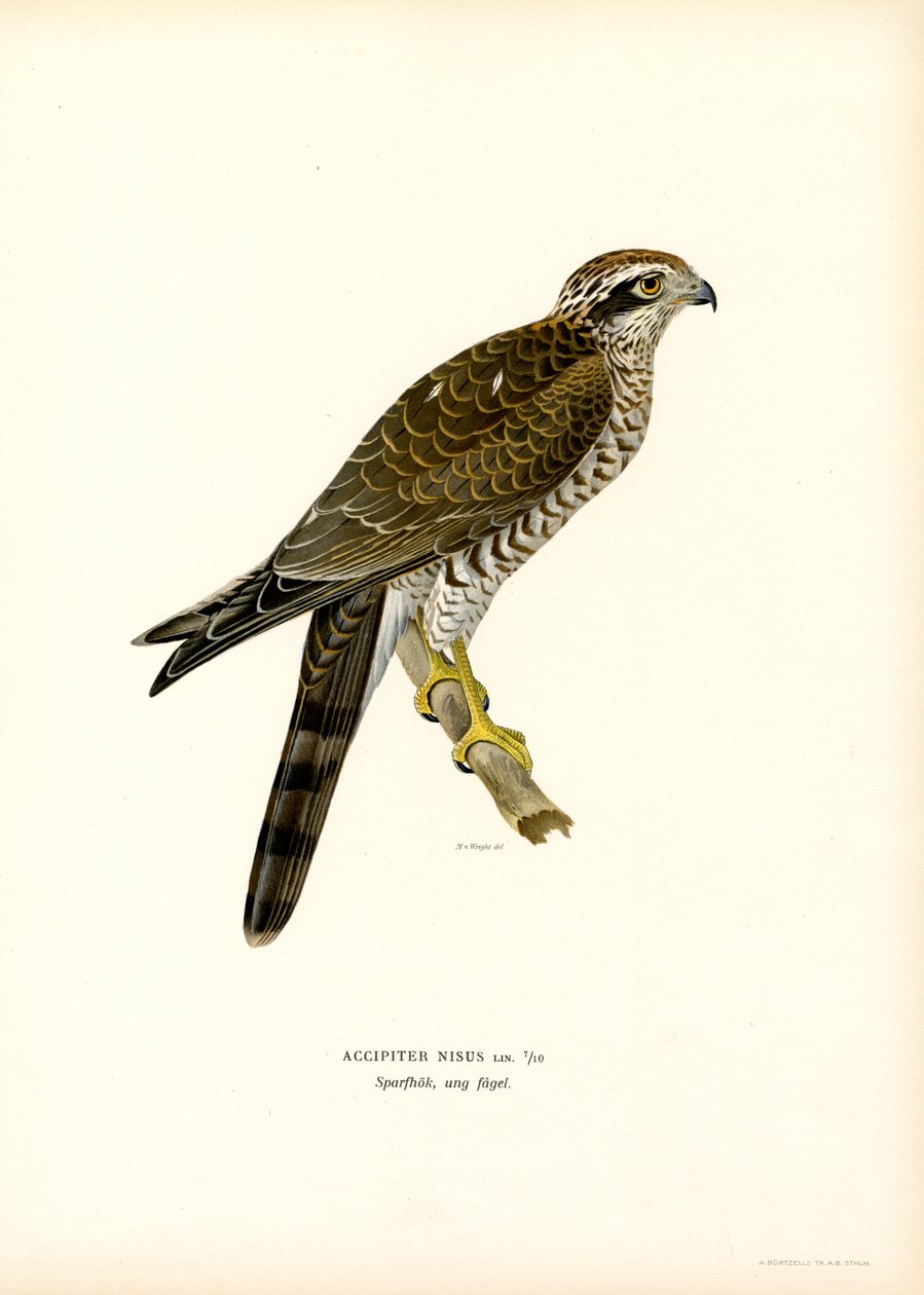 Euraasian Sparrowhawk (väri litho) tekijältä Magnus Ferdinand and Wilhelm von Wright
