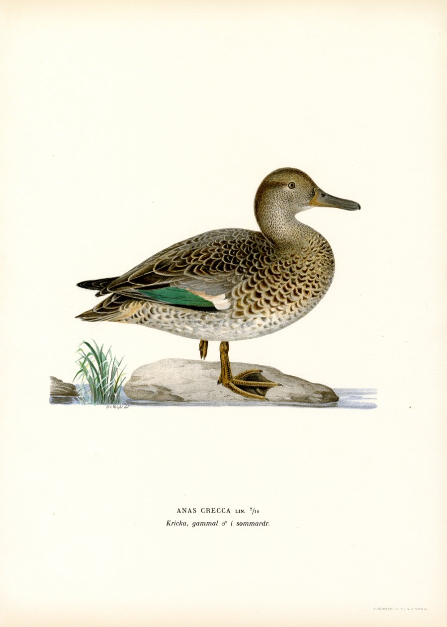 Euraasian taal (väri litho) tekijältä Magnus Ferdinand and Wilhelm von Wright