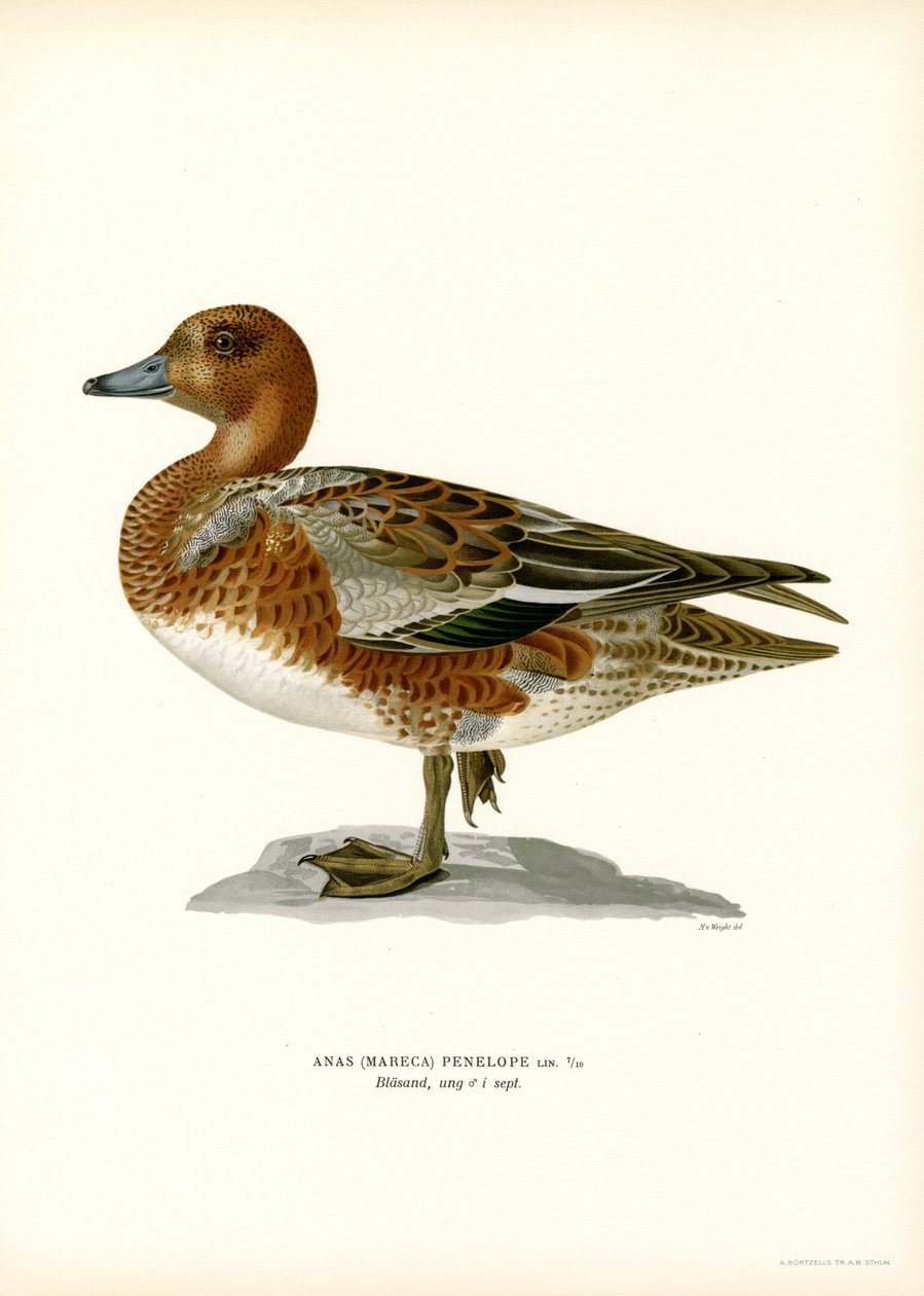 Euraasian Wigeon (väri litho) tekijältä Magnus Ferdinand and Wilhelm von Wright