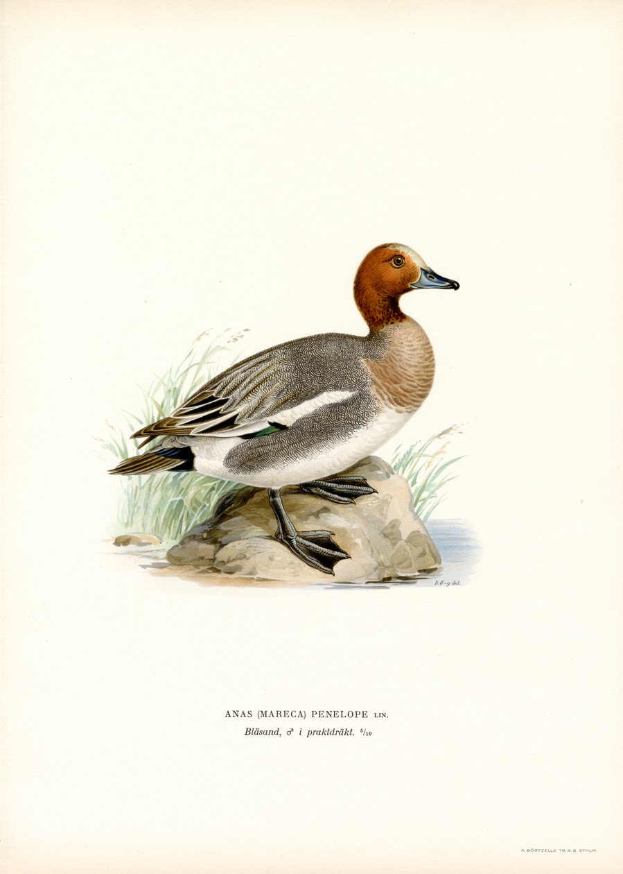 Euraasian Wigeon (väri litho) tekijältä Magnus Ferdinand and Wilhelm von Wright