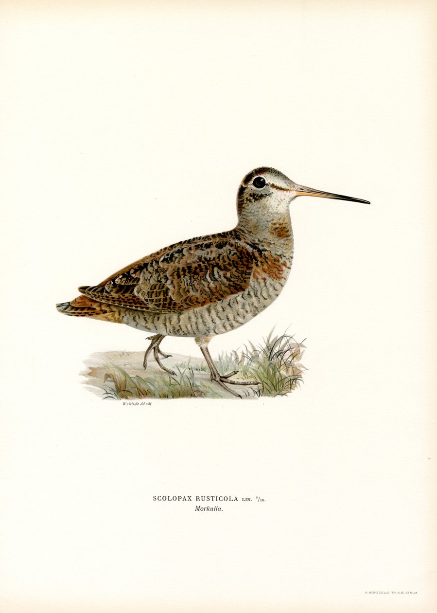Euraasian puukukko (väri litho) tekijältä Magnus Ferdinand and Wilhelm von Wright