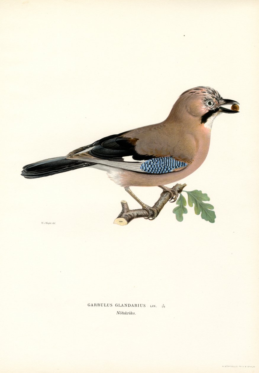 Euraasian jay (väri litho) tekijältä Magnus Ferdinand and Wilhelm von Wright