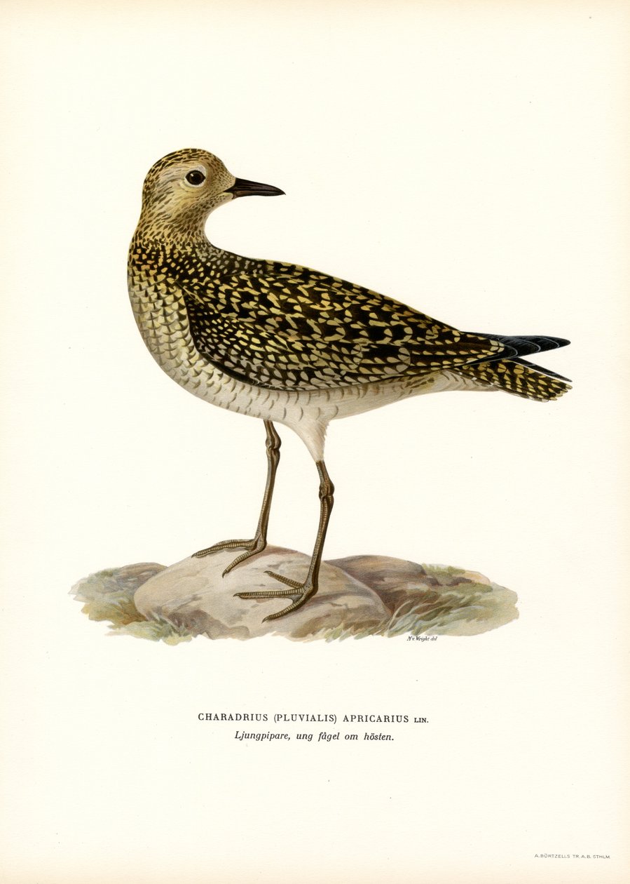European Golden Plover (väri litho) tekijältä Magnus Ferdinand and Wilhelm von Wright