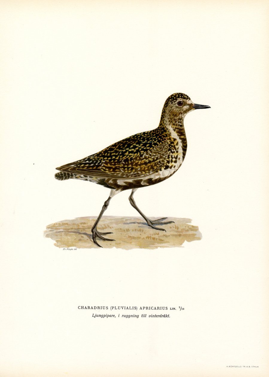 European Golden Plover (väri litho) tekijältä Magnus Ferdinand and Wilhelm von Wright