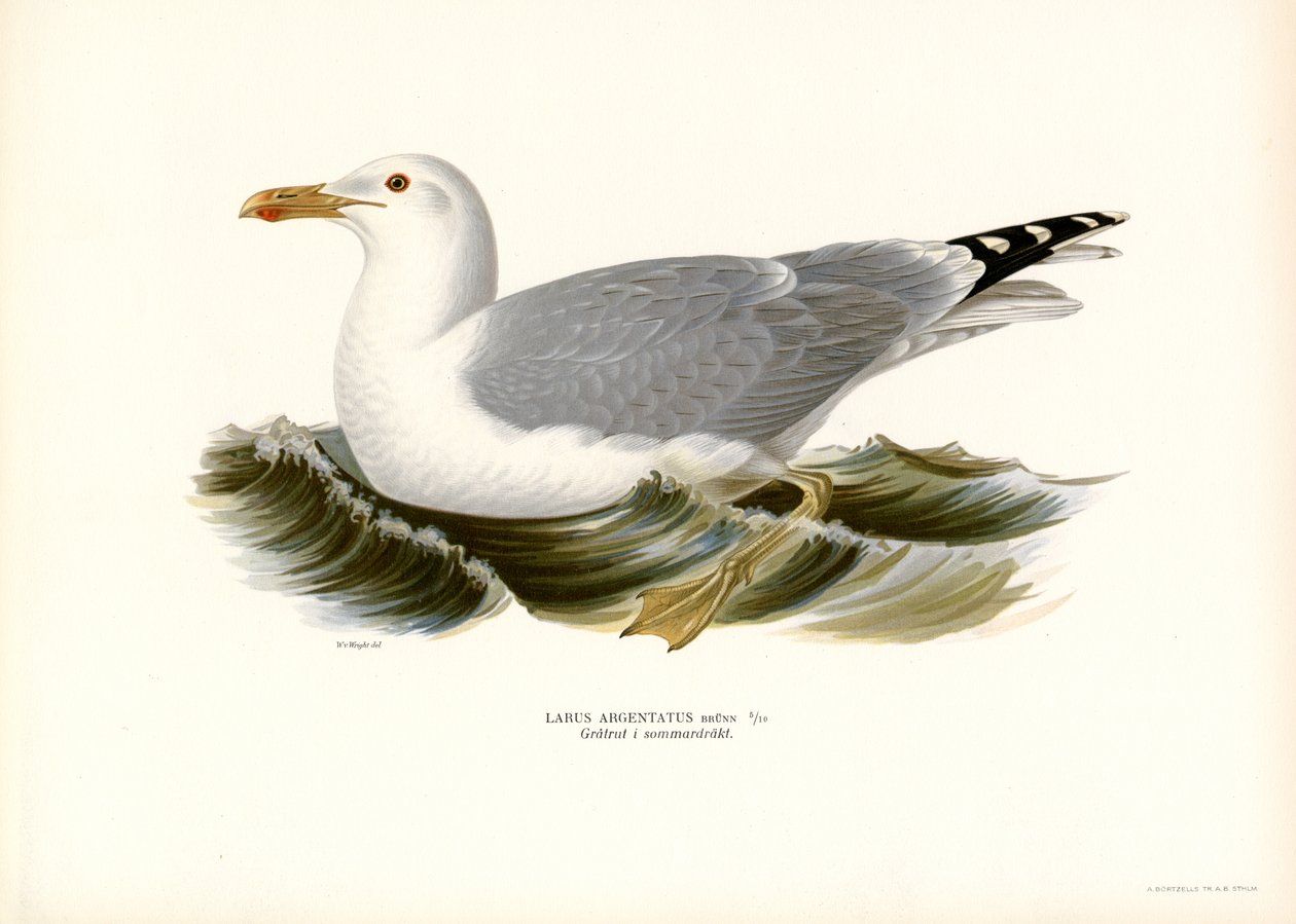 Silakkalokki (väri litho) tekijältä Magnus Ferdinand and Wilhelm von Wright