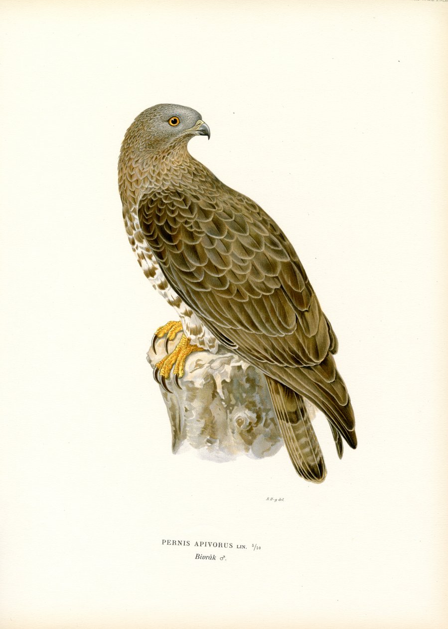 European Honey Buzzard (väri litho) tekijältä Magnus Ferdinand and Wilhelm von Wright