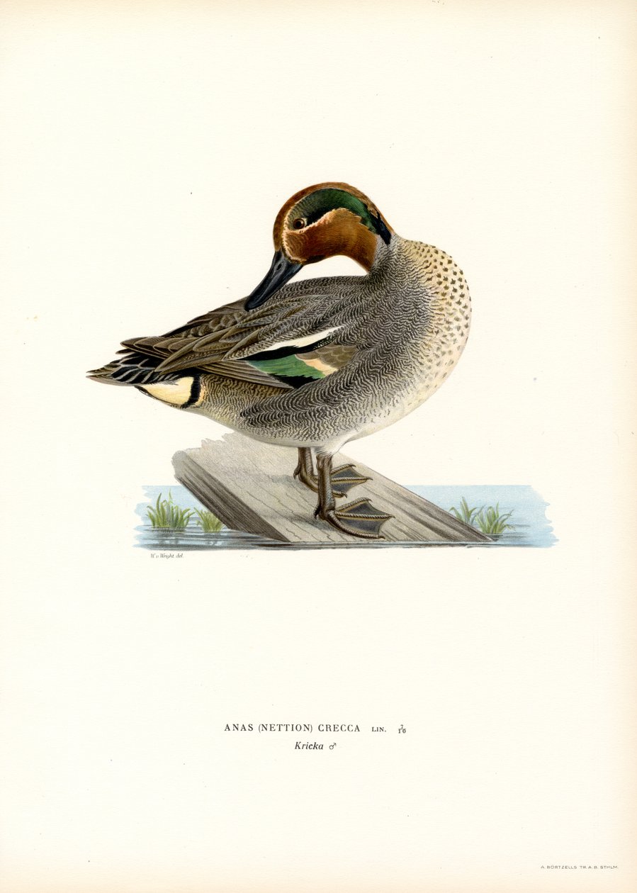 European Taal (väri litho) tekijältä Magnus Ferdinand and Wilhelm von Wright