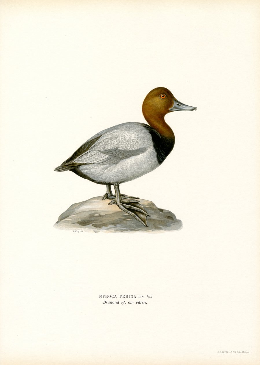 Eurooppalainen pochard (väri litho) tekijältä Magnus Ferdinand and Wilhelm von Wright