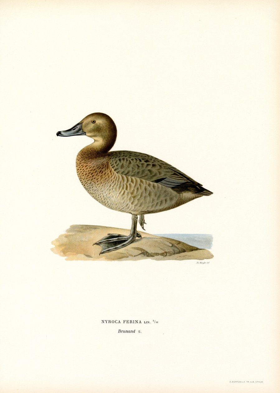 Eurooppalainen pochard (väri litho) tekijältä Magnus Ferdinand and Wilhelm von Wright