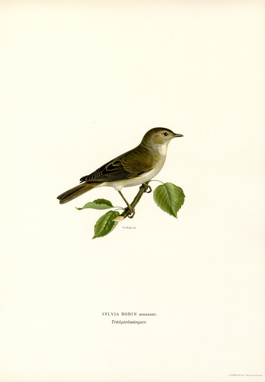 Garden Warbler (väri litho) tekijältä Magnus Ferdinand and Wilhelm von Wright