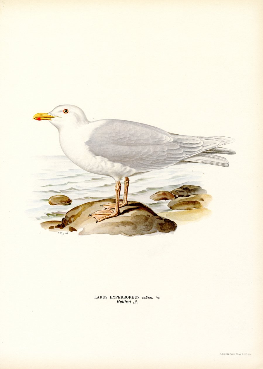 Glaucous Gull (väri litho) tekijältä Magnus Ferdinand and Wilhelm von Wright