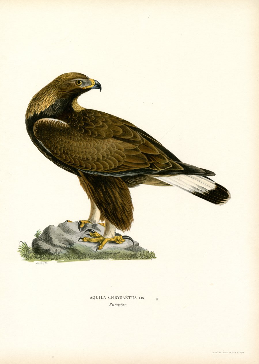 Golden Eagle (väri litho) tekijältä Magnus Ferdinand and Wilhelm von Wright