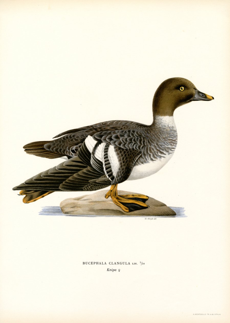Goldeneye Duck (väri litho) tekijältä Magnus Ferdinand and Wilhelm von Wright