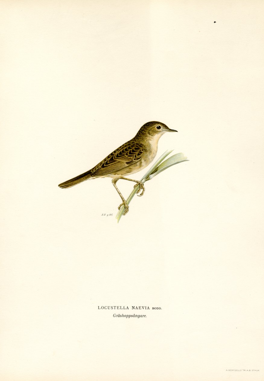 Llagosta Warbler (color lito) finlandès tekijältä Magnus Ferdinand and Wilhelm von Wright