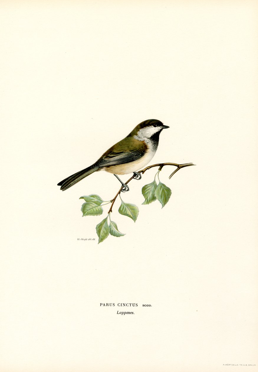Harmaapäinen chickadee (väri litho) tekijältä Magnus Ferdinand and Wilhelm von Wright