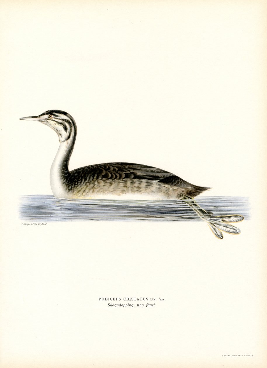 Harikurkku (väri litho) tekijältä Magnus Ferdinand and Wilhelm von Wright