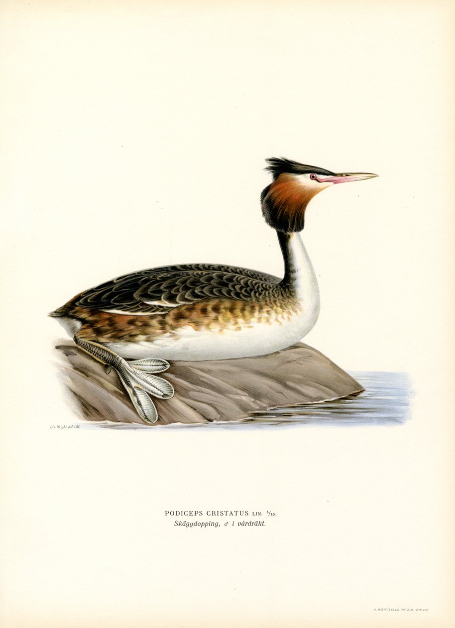 Harikurkku (väri litho) tekijältä Magnus Ferdinand and Wilhelm von Wright