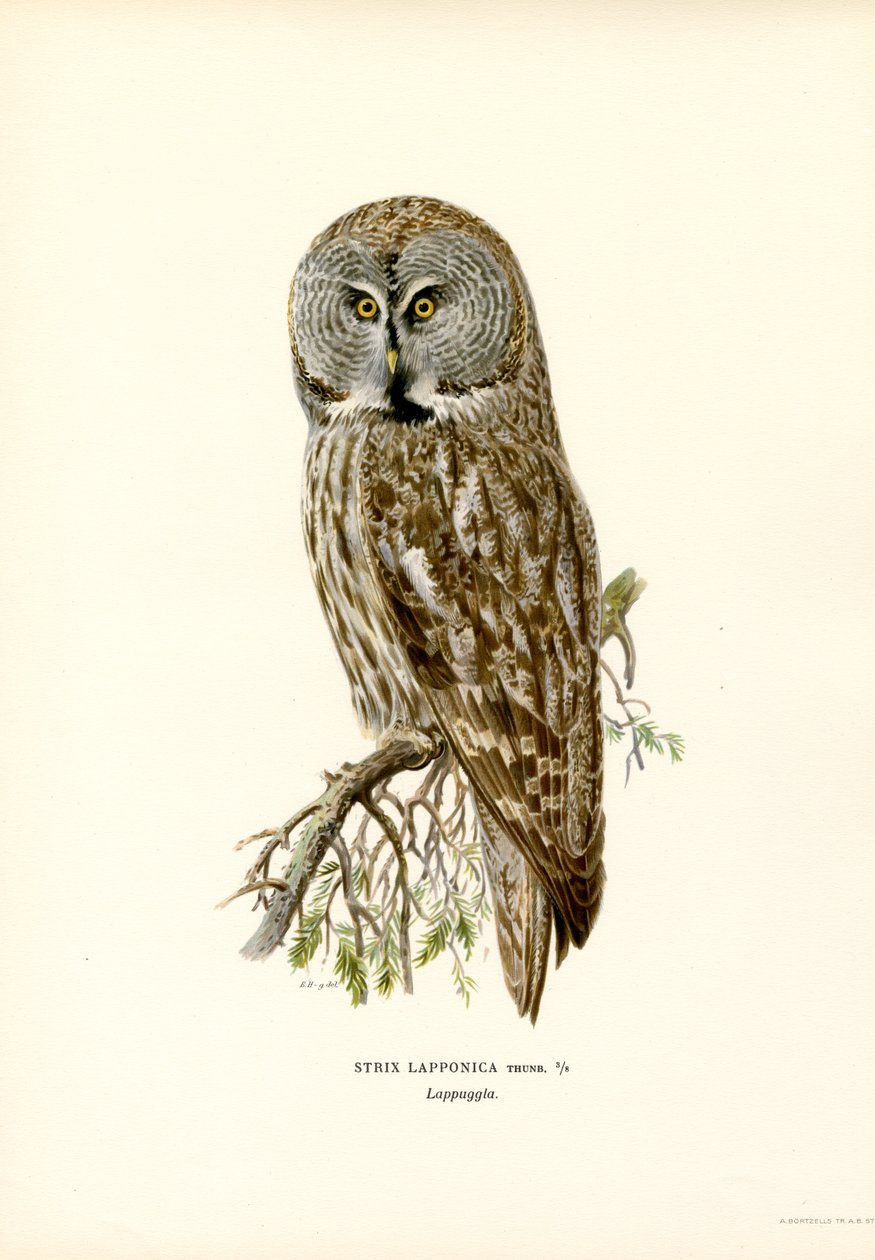 Iso harmaa pöllö (väri litho) tekijältä Magnus Ferdinand and Wilhelm von Wright
