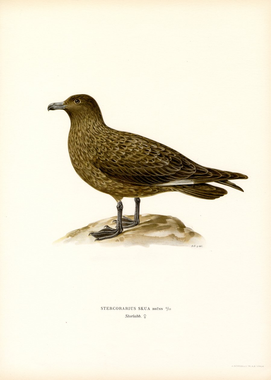 Great Skua (värijäsenet) tekijältä Magnus Ferdinand and Wilhelm von Wright