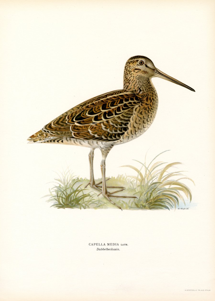 Great Snipe (väri litho) tekijältä Magnus Ferdinand and Wilhelm von Wright