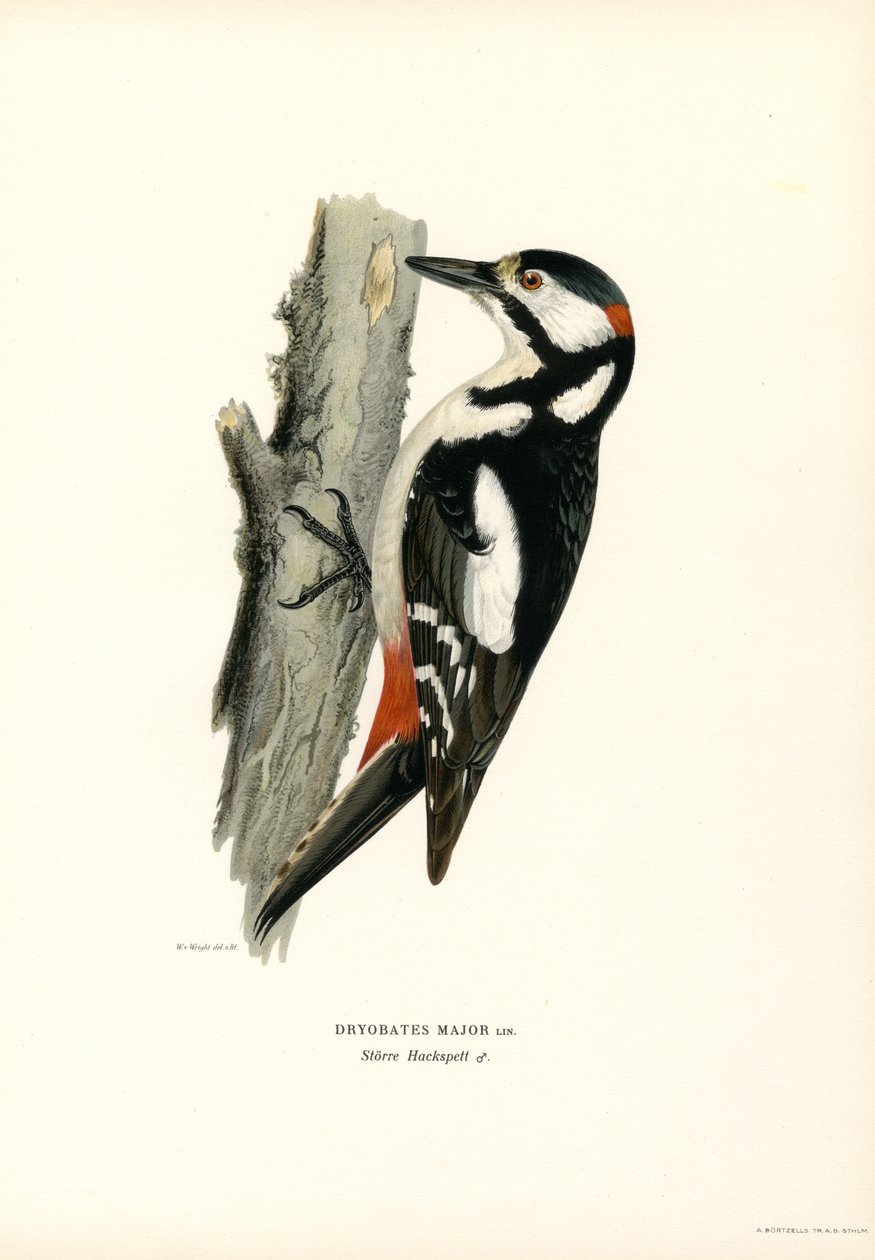 Isotikka (väri litho) tekijältä Magnus Ferdinand and Wilhelm von Wright