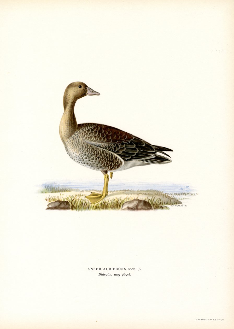 Iso-valkorintahanhi (väri litho) tekijältä Magnus Ferdinand and Wilhelm von Wright