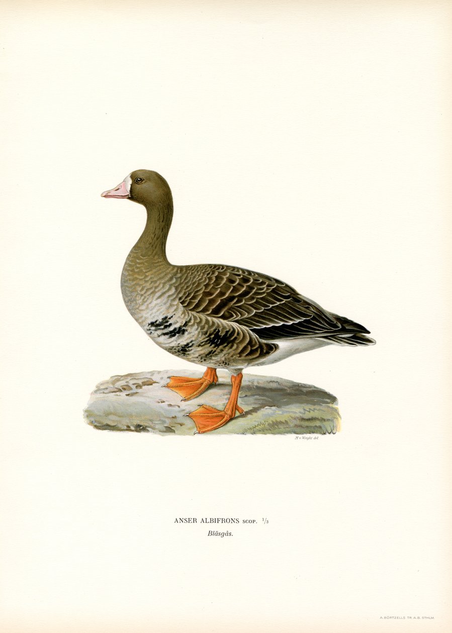 Iso-valkorintahanhi (väri litho) tekijältä Magnus Ferdinand and Wilhelm von Wright