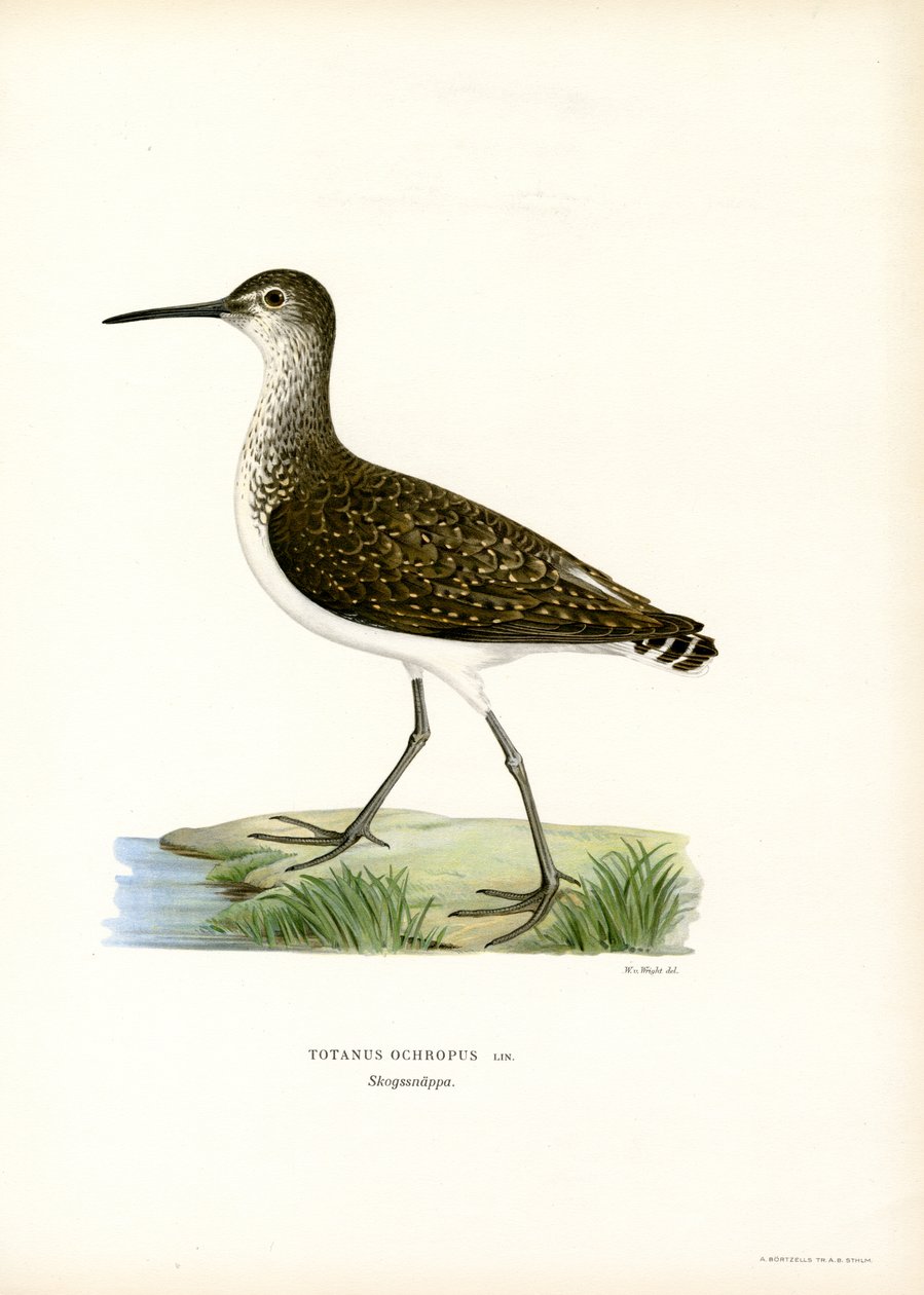 Green Sandpiper (väri litho) tekijältä Magnus Ferdinand and Wilhelm von Wright