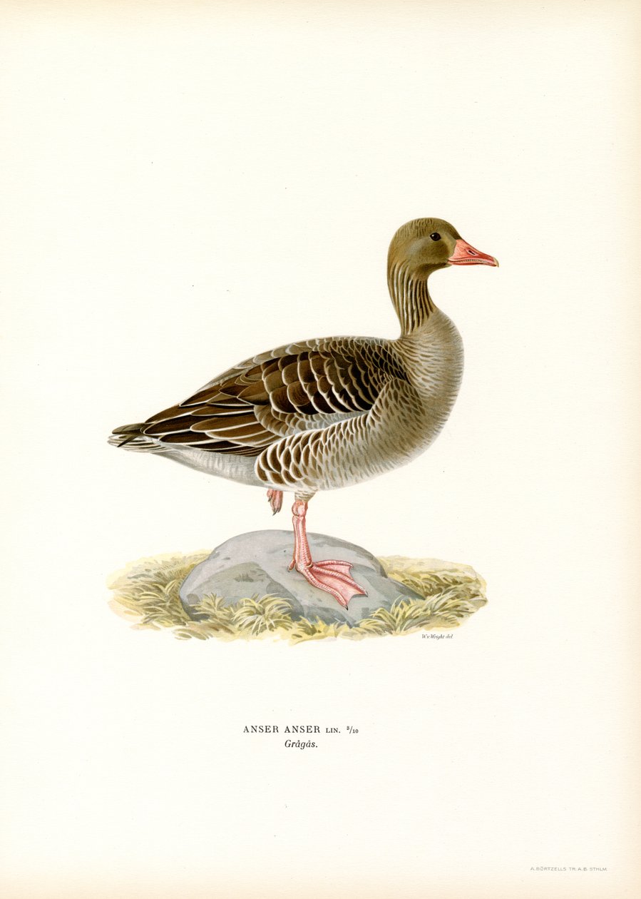Harmaa hanhi (väri litho) tekijältä Magnus Ferdinand and Wilhelm von Wright