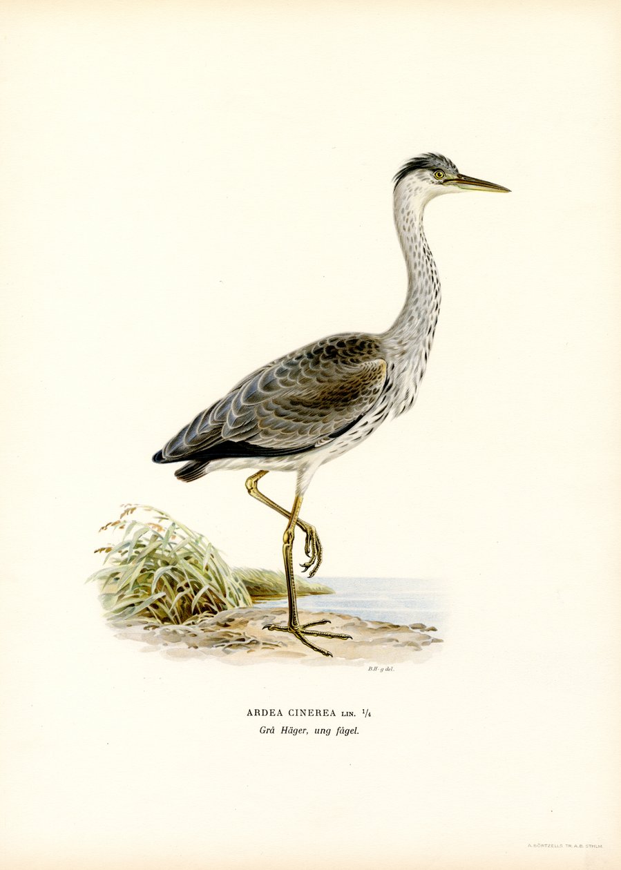 Harmaahaikara (väri litho) tekijältä Magnus Ferdinand and Wilhelm von Wright