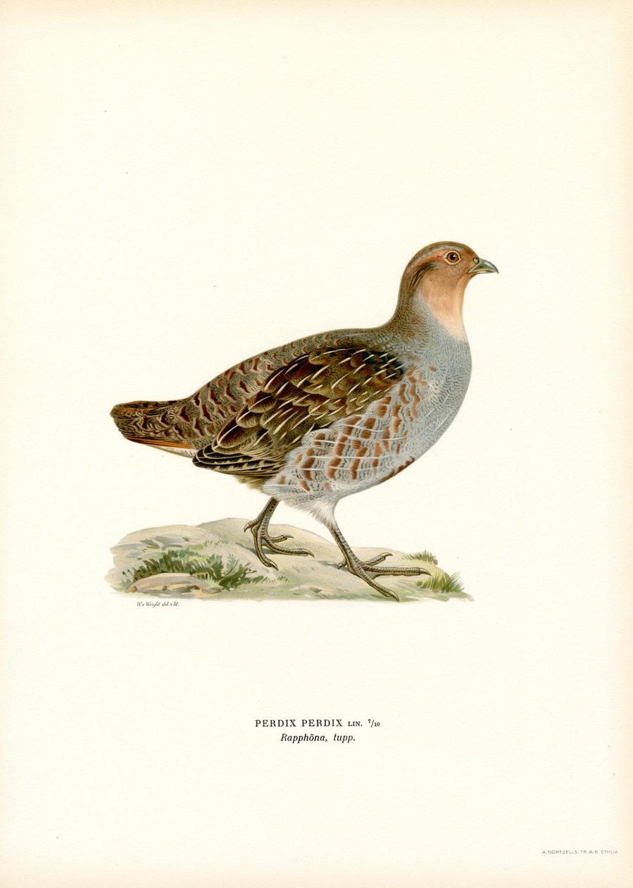 Harmaa Partridge (väri litho) tekijältä Magnus Ferdinand and Wilhelm von Wright
