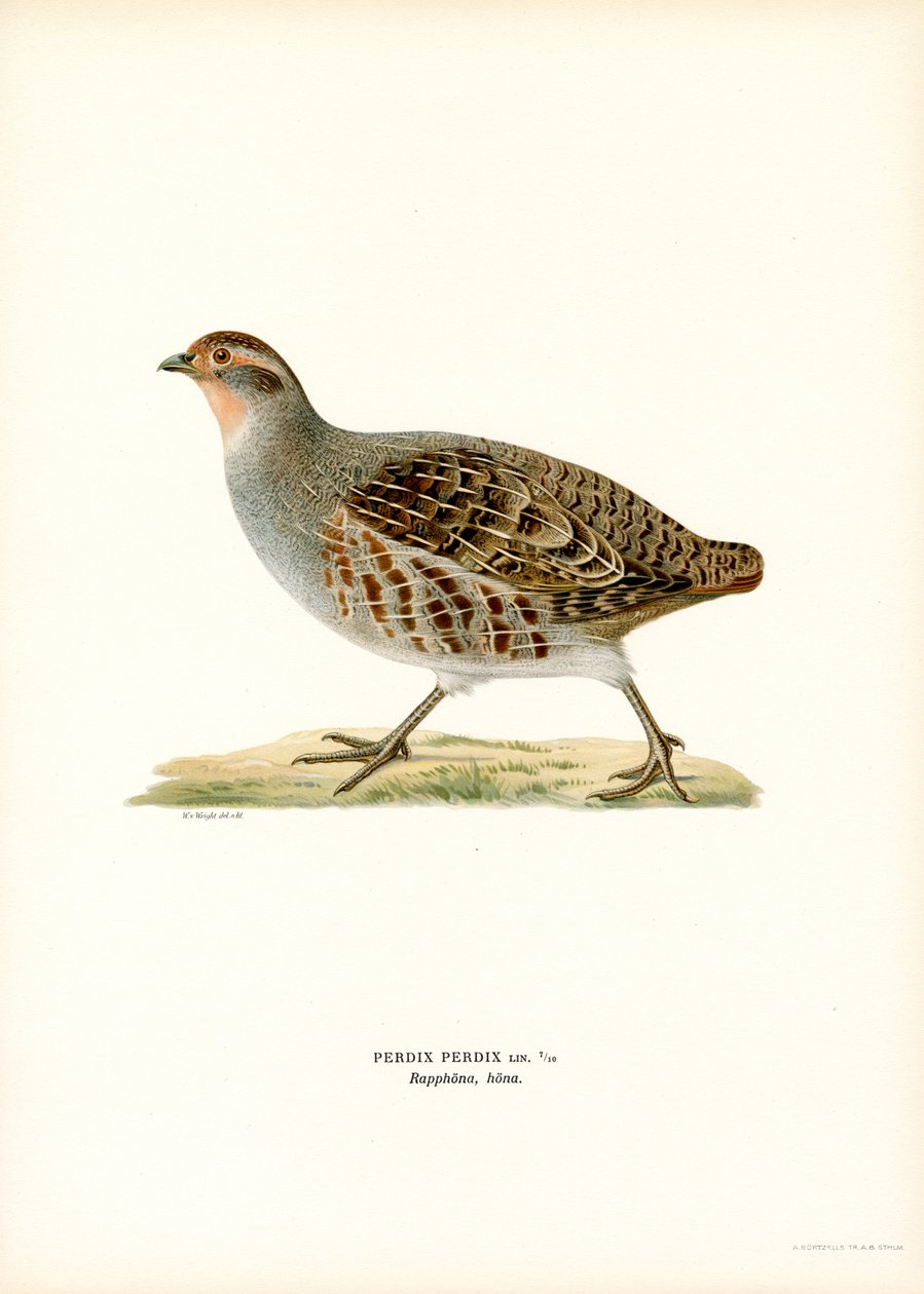 Harmaa Partridge (väri litho) tekijältä Magnus Ferdinand and Wilhelm von Wright
