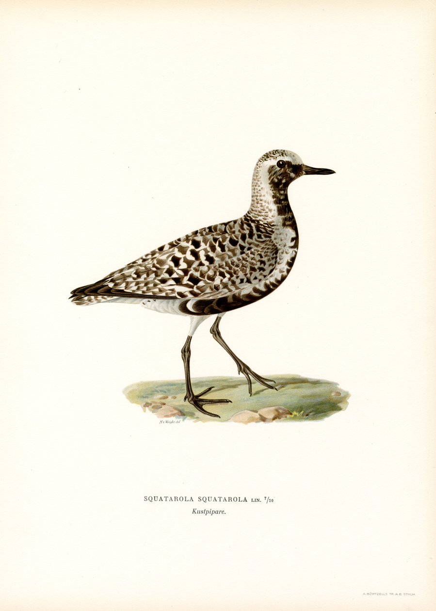 Grey Plover (väri litho) tekijältä Magnus Ferdinand and Wilhelm von Wright