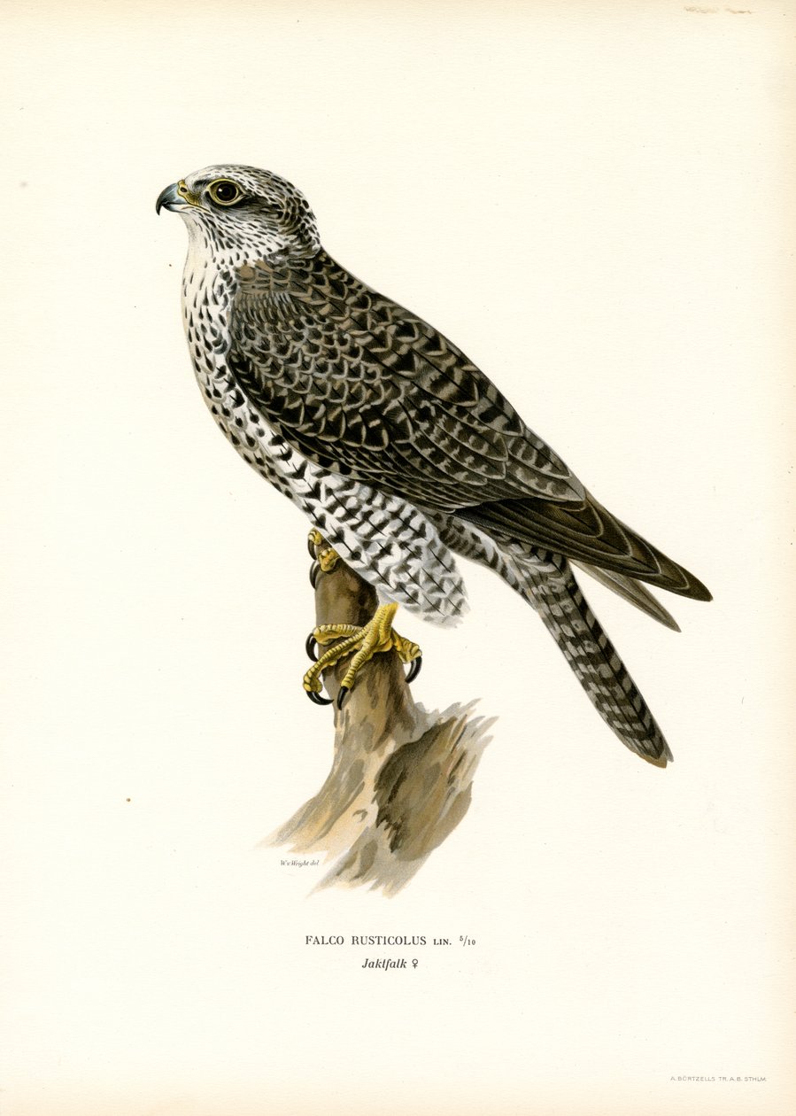 Gyrfalcon (väri litho) tekijältä Magnus Ferdinand and Wilhelm von Wright