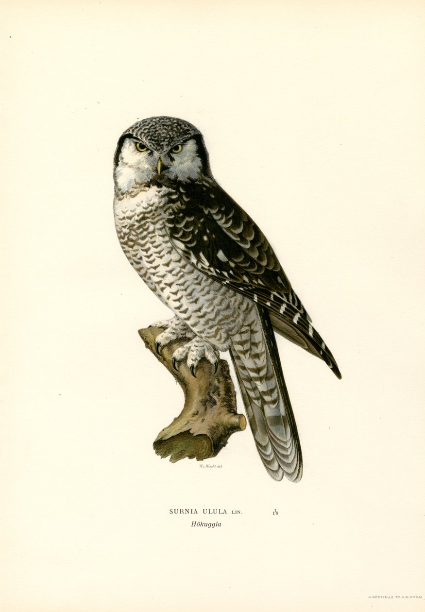 Haukkapöllö (väri litho) tekijältä Magnus Ferdinand and Wilhelm von Wright