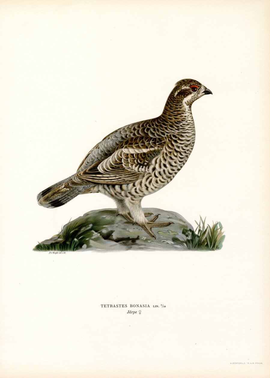 Hazel Grouse (väri litho) tekijältä Magnus Ferdinand and Wilhelm von Wright