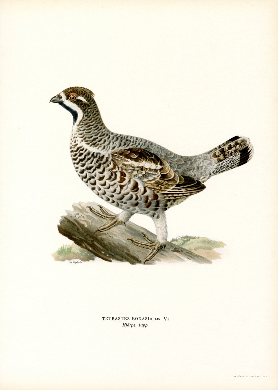 Hazel Grouse (väri litho) tekijältä Magnus Ferdinand and Wilhelm von Wright