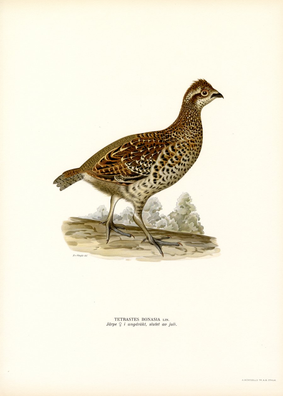 Hazel Grouse (väri litho) tekijältä Magnus Ferdinand and Wilhelm von Wright