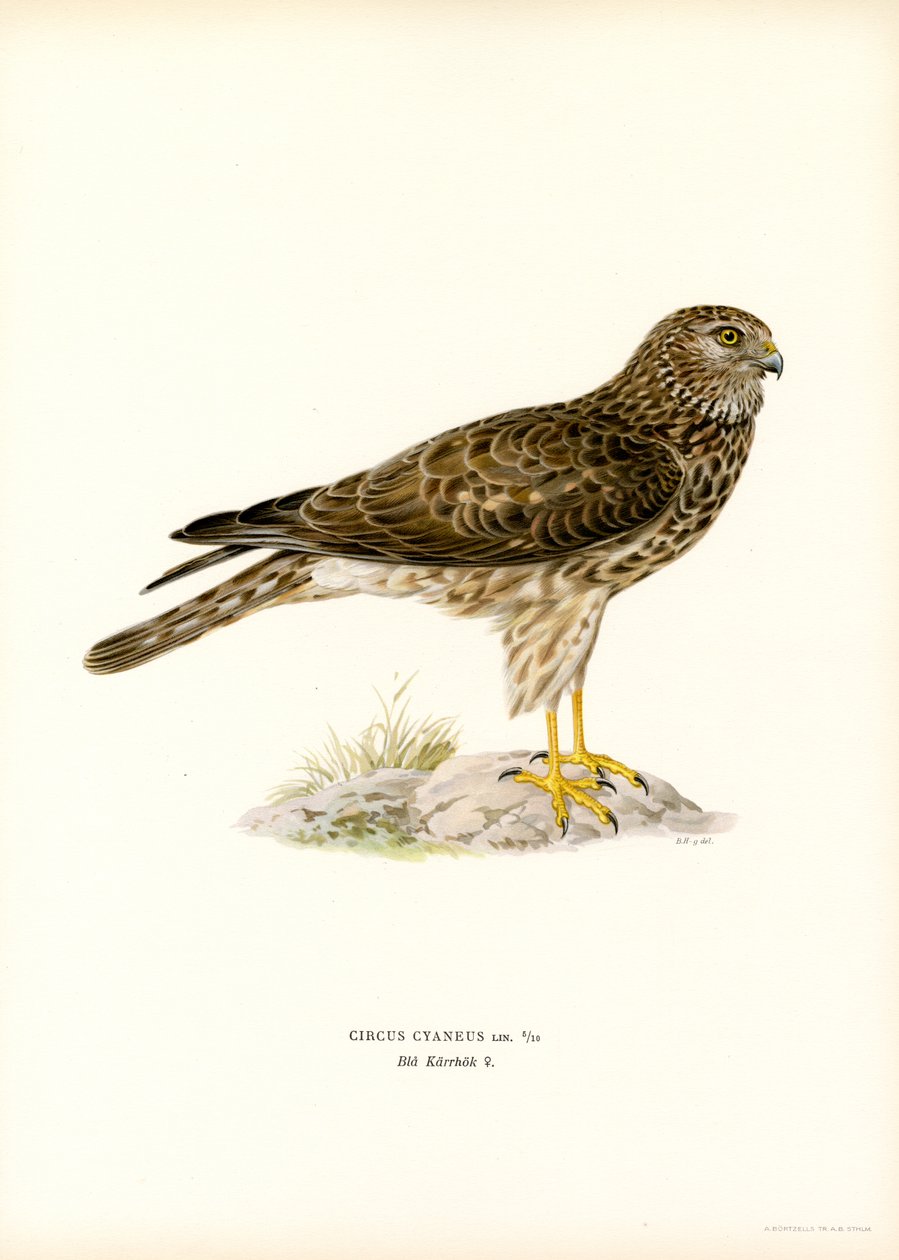 Henharrier (värinen lito) tekijältä Magnus Ferdinand and Wilhelm von Wright