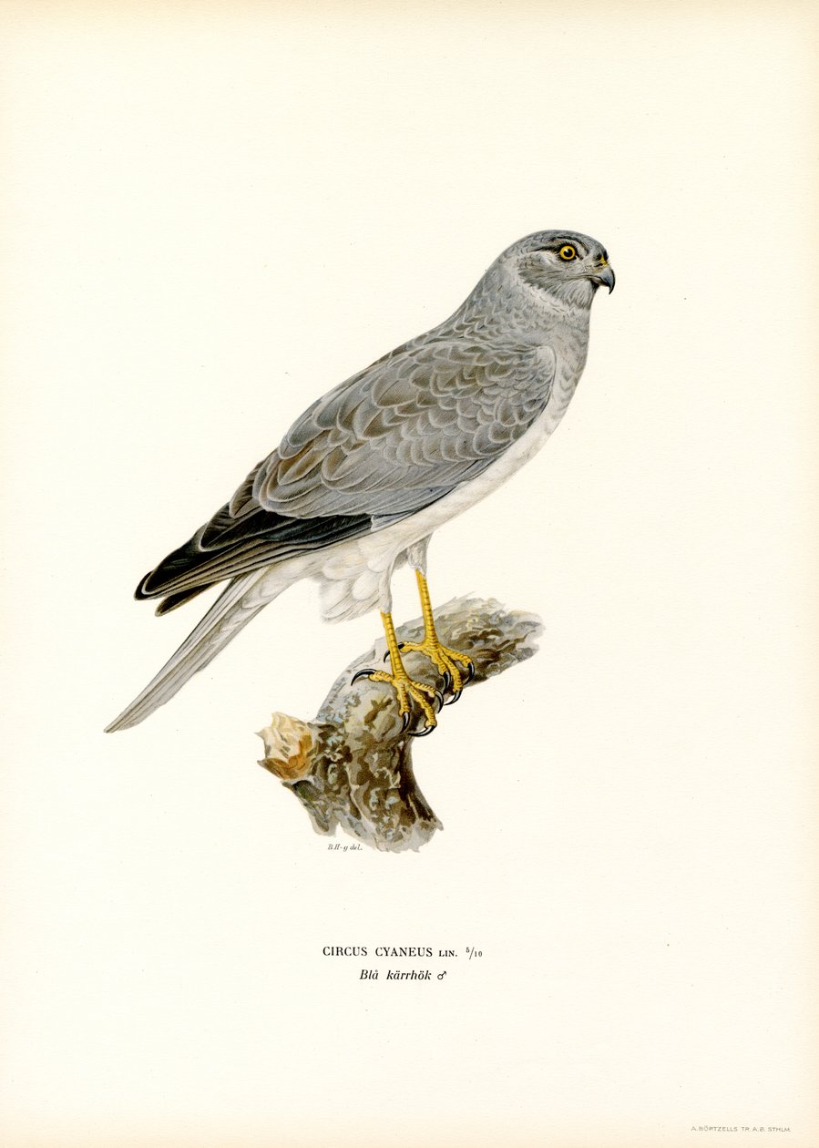 Henharrier (värinen lito) tekijältä Magnus Ferdinand and Wilhelm von Wright